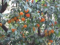 Orangenbaum