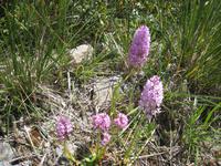 Orchidee Knabenkraut