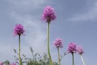 Orchideen auf  Monte Solaro