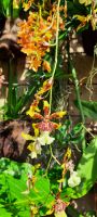 Orchideen