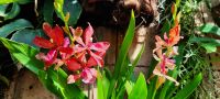 Orchideen