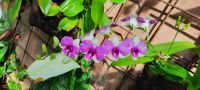 Orchideen