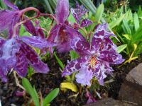 Orchideenwelt 