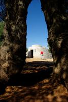 Ostuni_Oliven