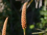 P1180223