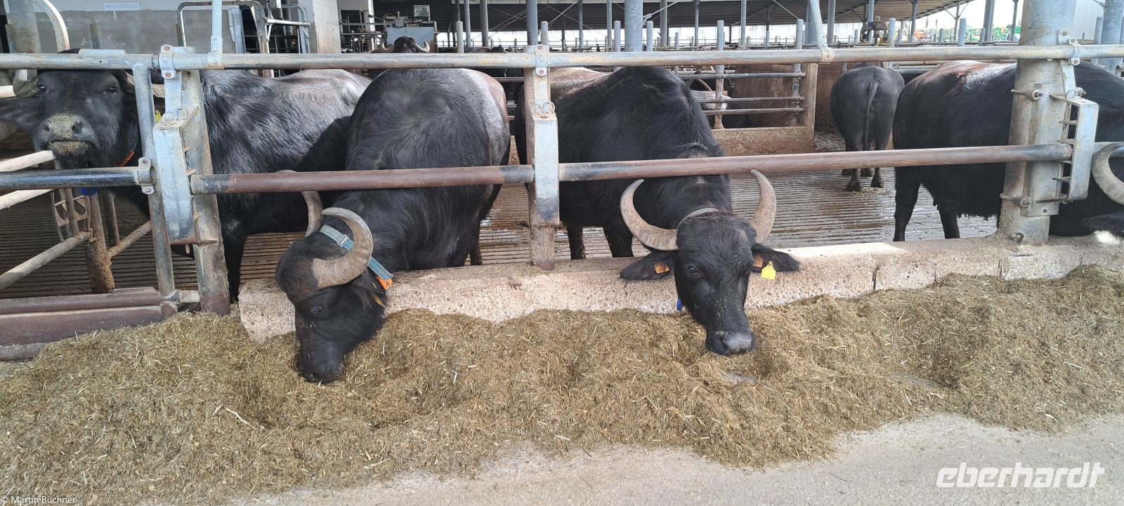 Paestum - Büffel Farm (Büffelmozzarella)