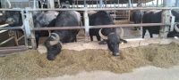 Paestum - Büffel Farm (Büffelmozzarella)