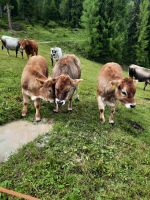 Para dai Giai - Hütte Gardenacia