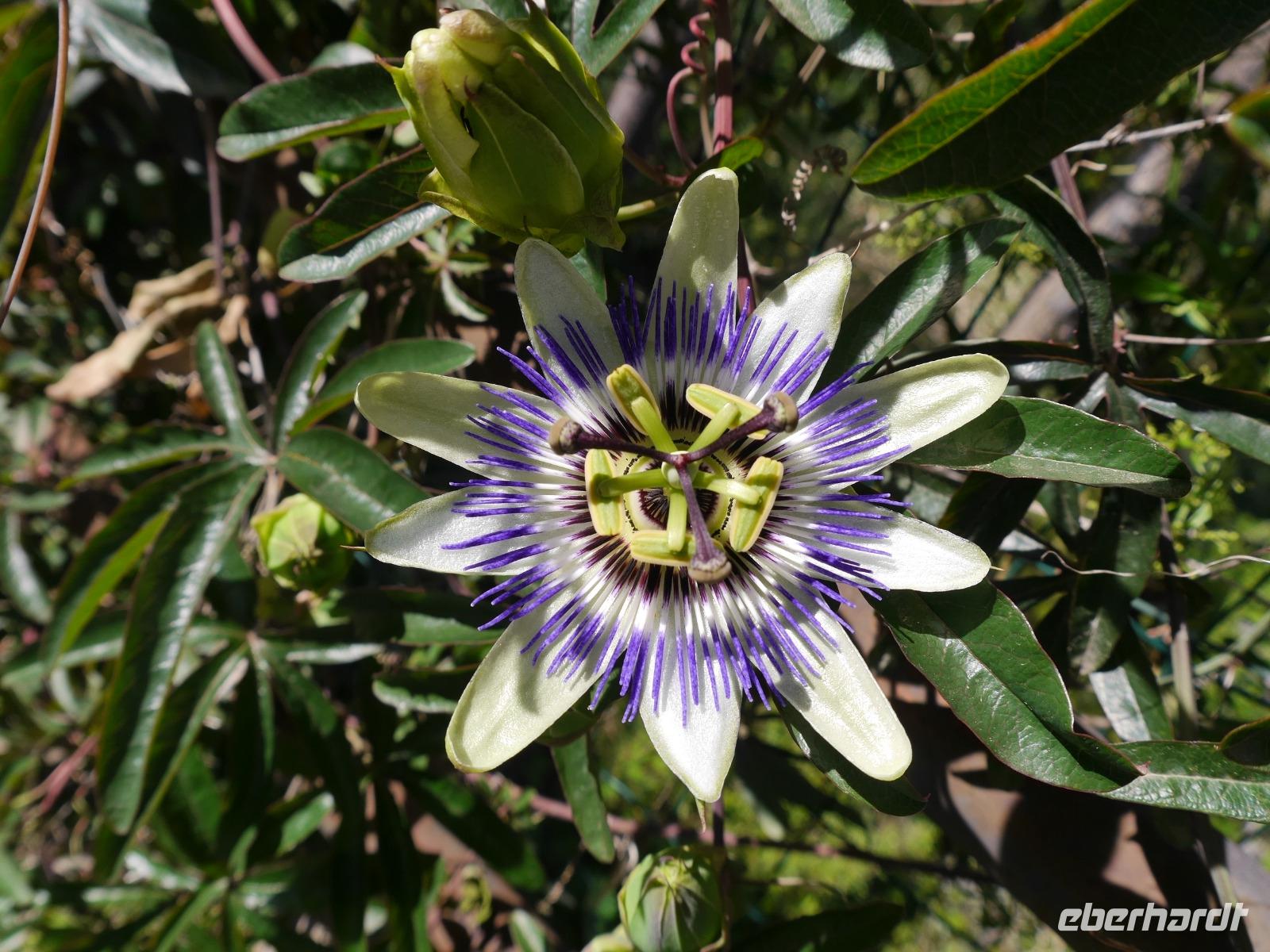 Passionsblüte