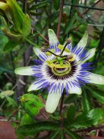 Passionsblüte
