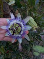 Passionsblume