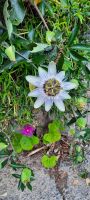 Passionsblume