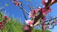 Pfirsichblüten