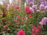 Phlox