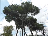 Pinien