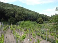 Pinienwald und Weinanbau