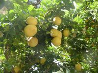 Pomelos