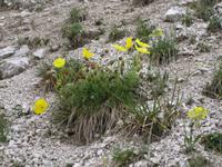 Räthischer gelber Mohn am Wegesrand 