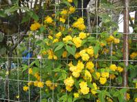 Ranunkel in voller Blüte