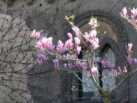Ravello 18
