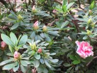 Rhododendron