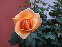 Rose am Hotel La Vela