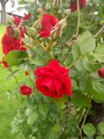 Rosen
