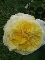 Rosengarten