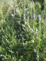 Rosmarin am Wegesrand