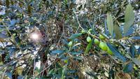 Rundreise Süd-Italien - Besuch einer Ölmühle mit Verkostung