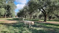 Rundreise Süd-Italien - Besuch einer Ölmühle mit Verkostung