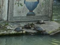 Schildkröten in den Vatikanischen Gärten