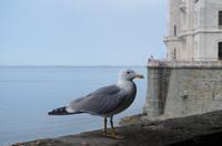 Schloss Miramare