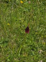Schwarzes Kohlröschen, Natur am Passo Tonale