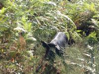 Schwein im Gebüsch