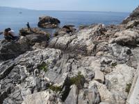 Scilla am Strand