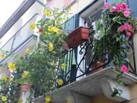 Scilla