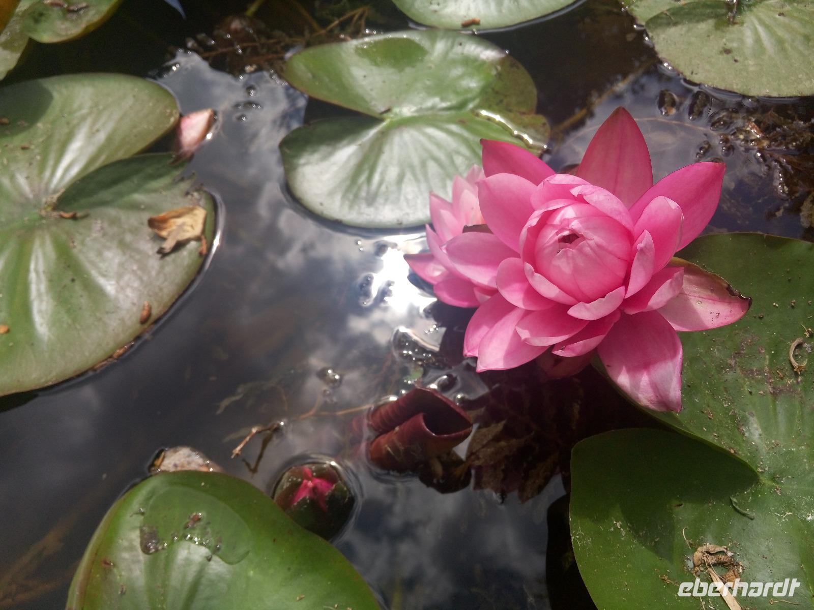 Seerose