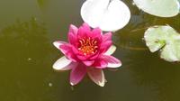 Seerose