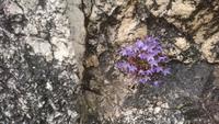 Selbst aus den Steinen sprießen Blumen
