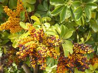 Sestri Levante Herbst 15