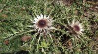 Silberdistel