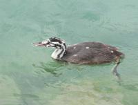 Sirmione Junger Haubentaucher