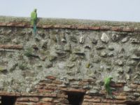 Sittiche im Forum Romanum