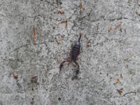 Skorpion