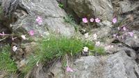 Steinnelken
