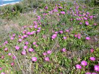 Strandblumen
