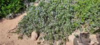 Thymian