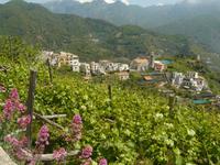 Torello 2