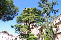 Udine
